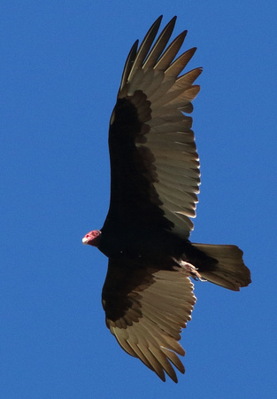 Vulture  2017 - Reparian Preserve