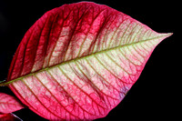 Poinsettia leaf