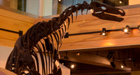 Camptosaurus skeleton, WY State Museum